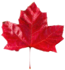 mapleleaf_b
